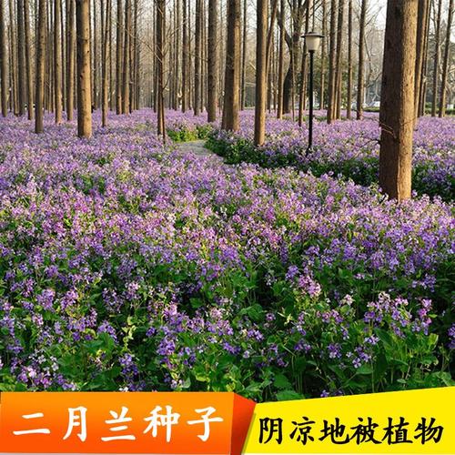各种花卉种子野花组合 湘草花卉基地厂家公司直销种子产品湘草二月兰